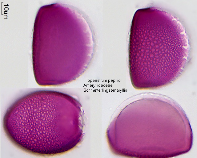 Pollen von Hippeastrum papilio
