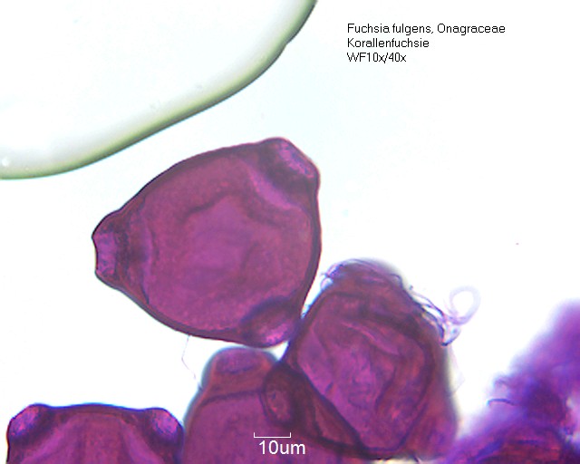 Fuchsia Fulgens Pollen Wiki