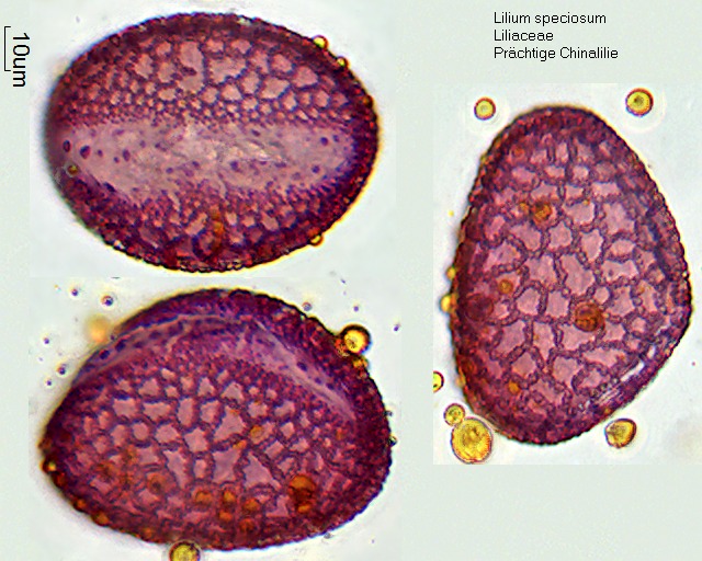 Pollen von Lilium speciosum
