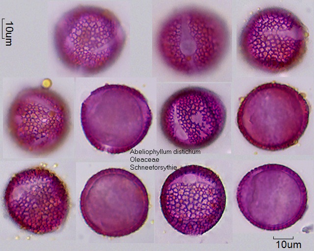Pollen von Abeliophyllum distichum