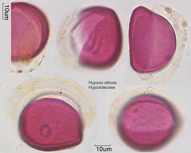 Pollen von Hypoxis obtusa