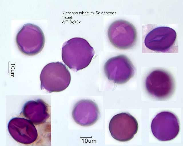Pollen von Nicotiana tabacum