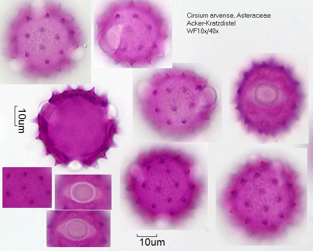Pollen von Cirsium arvense