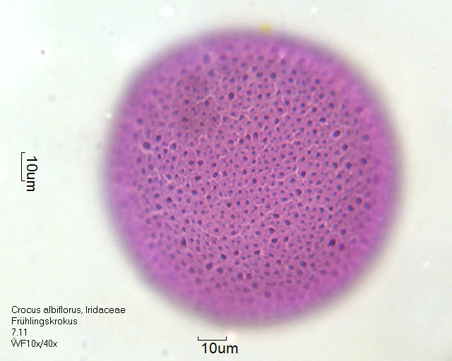 Pollen von Crocus albiflorus