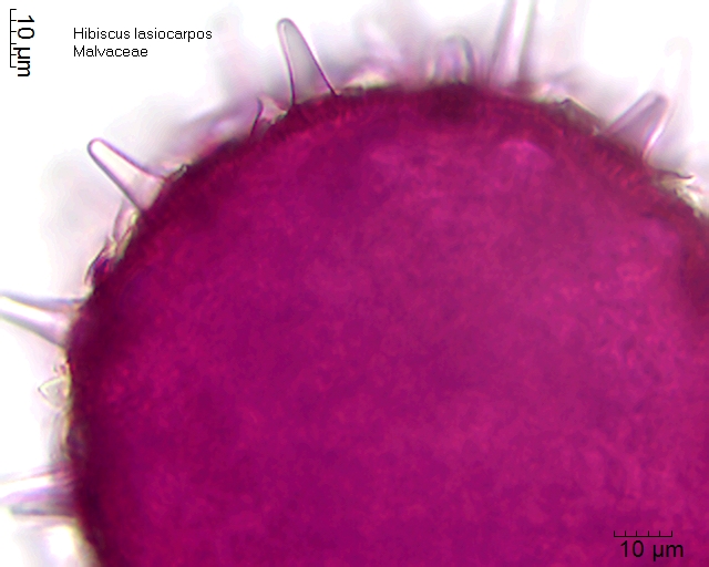 Pollen von Hibiscus lasiocarpos