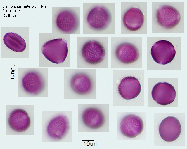 Pollen von Osmanthus heterophyllus