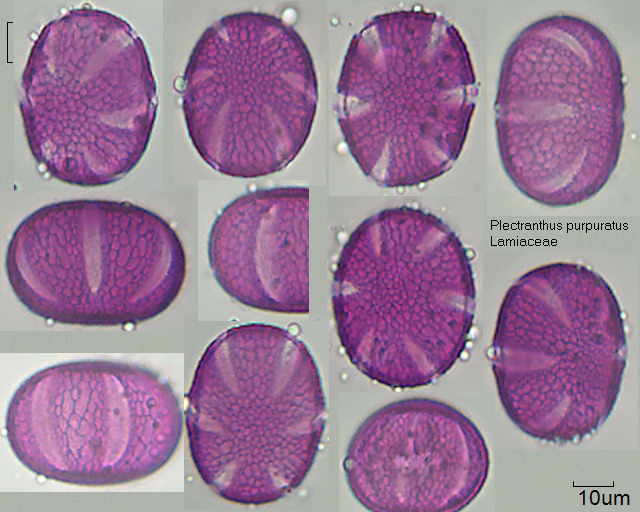 Pollen von Plectranthus purpuratus