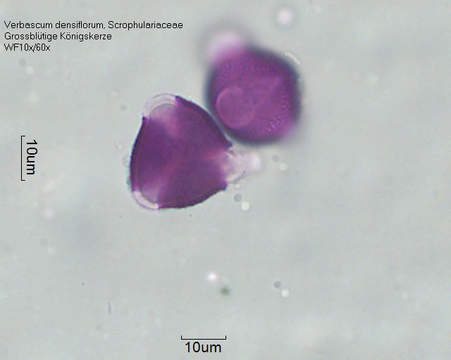 Datei:Verbascum densiflorum (2).jpg
