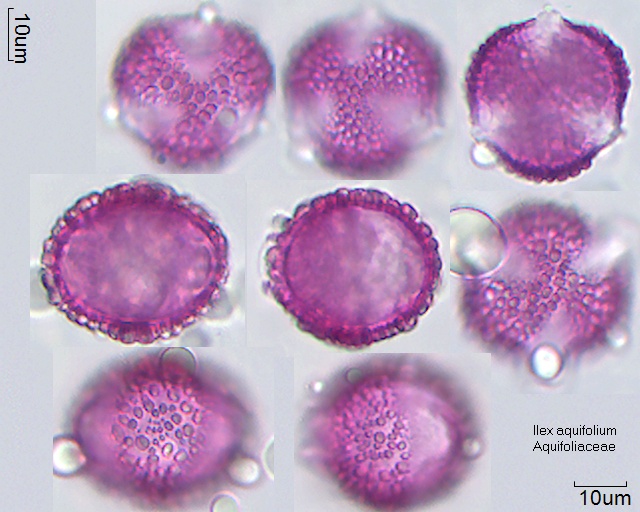 Pollen von Ilex aquifolium 2-085-1