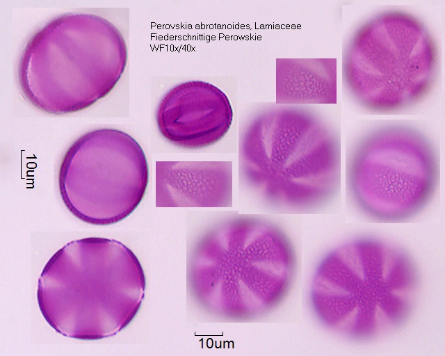 Pollen von Perovskia abrotanoides