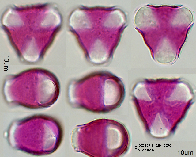 Pollen von Crataegus laevigata