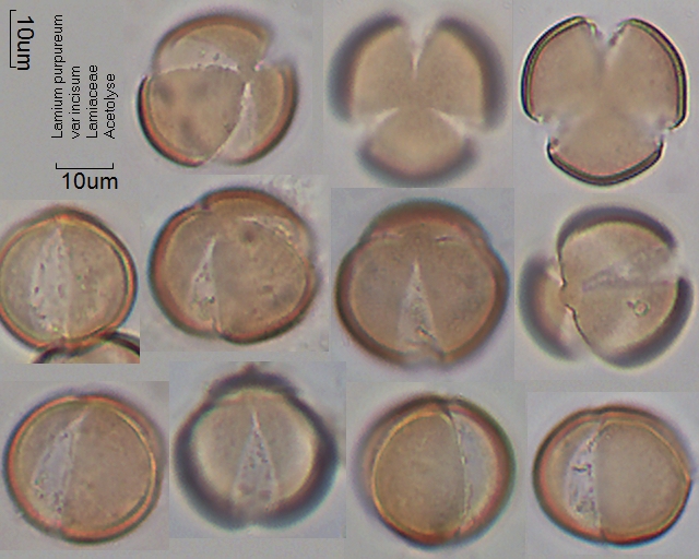 Acetolysierter Pollen von Lamium purpureum var incisum, A-005