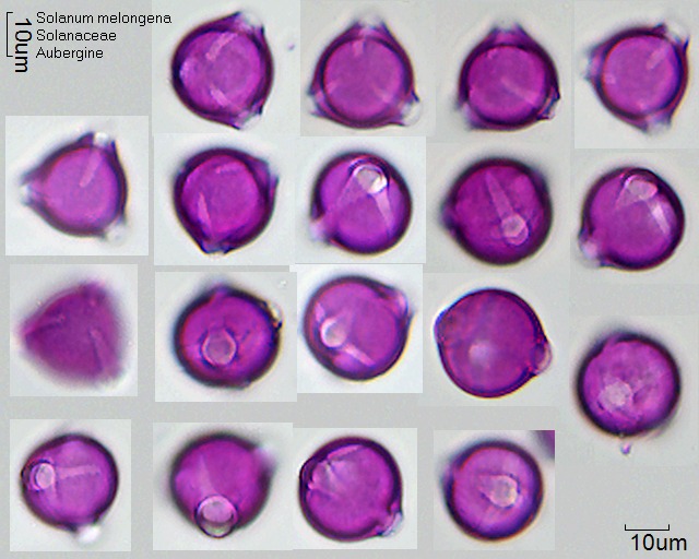 Pollen von Solanum melongena