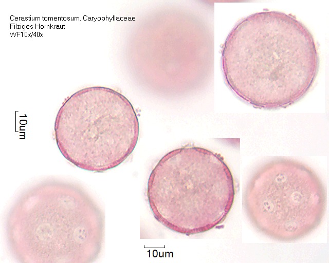 Cerastium tomentosum (1).jpg