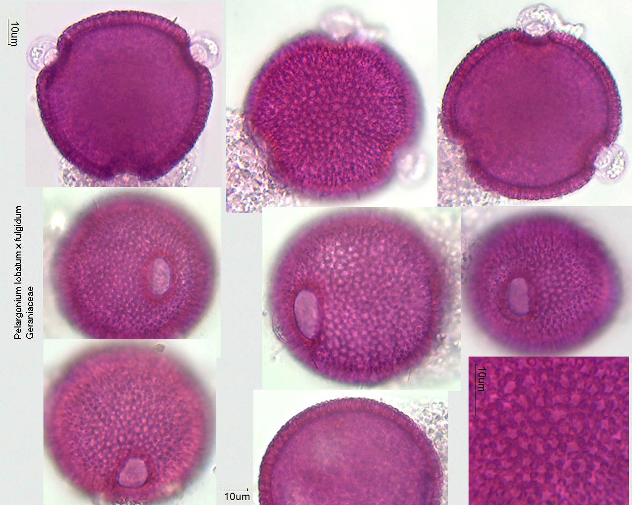 Pollen von Pelargonium lobatum x fulgidum