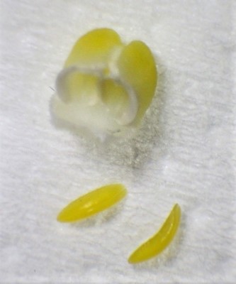 Datei:Dendrobium uniflorum Pollinar mit 2 Pollinien 1 mm lang.JPG