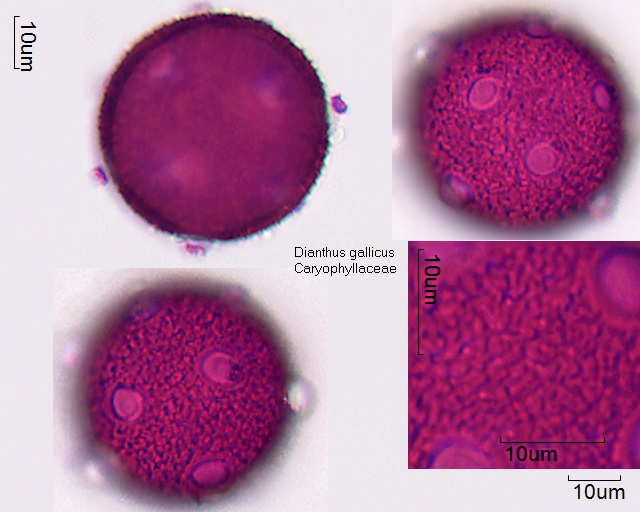 Pollen von Dianthus gallicus