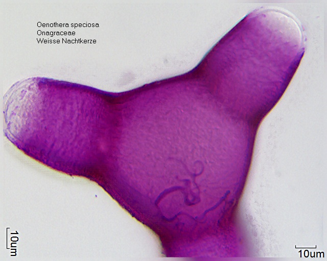 Oenothera speciosa (3).jpg
