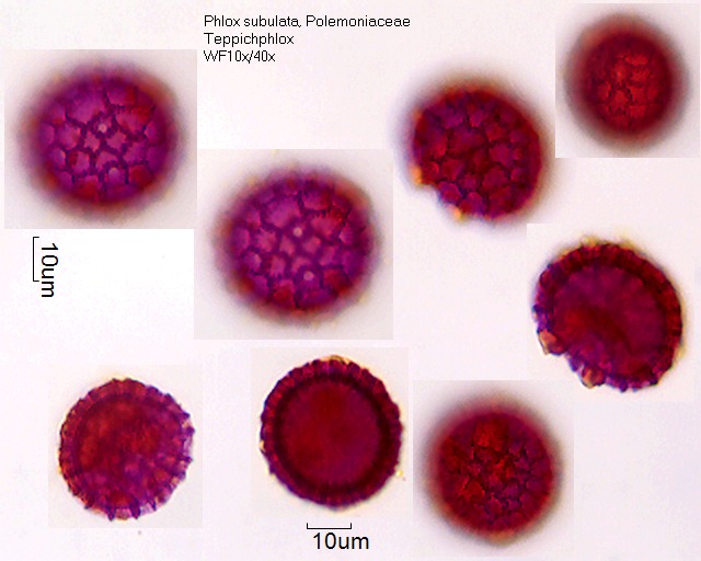 Pollen von Phlox subulata