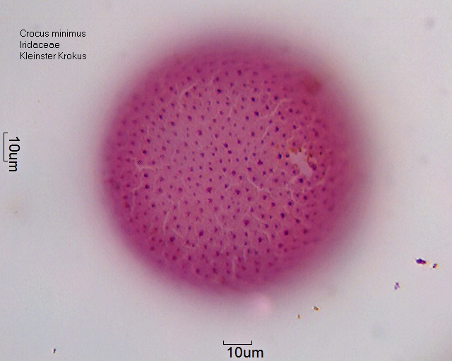 Pollen von Crocus minimus