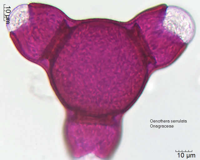 Pollen von Oenothera serrulata