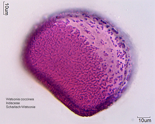 Pollen von Watsonia coccinea