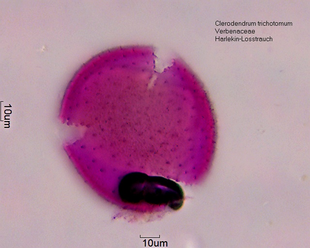 Datei:Clerodendrum trichomotum (3).jpg