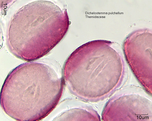 Pollen von Dichelostemma pulchellum