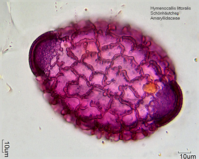 Datei:Hymenocallis littoralis (4).jpg