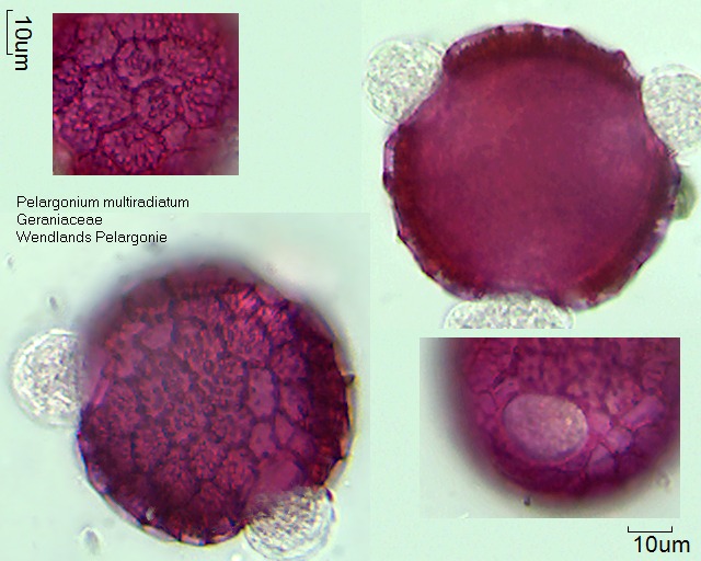 Pollen von Pelargonium multiradiatum