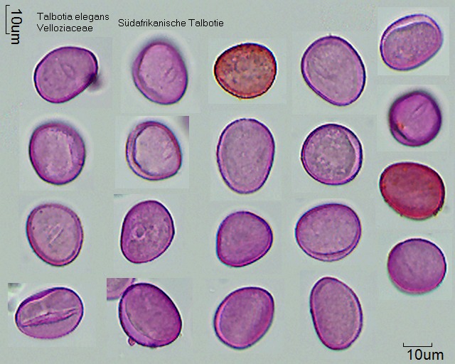 Datei:Talbotia elegans.jpg
