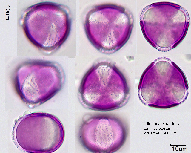 Pollen von Helleborus argutifolius