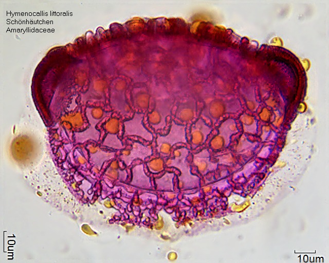Pollen von Hymenocallis littoralis (1).jpg