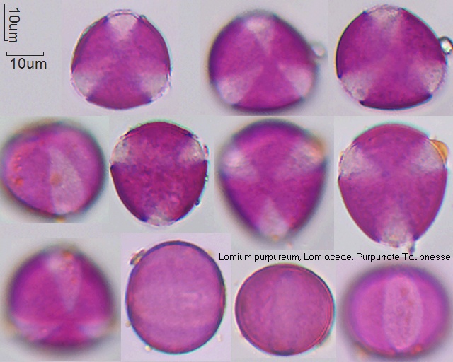 Pollen von Lamium purpureum