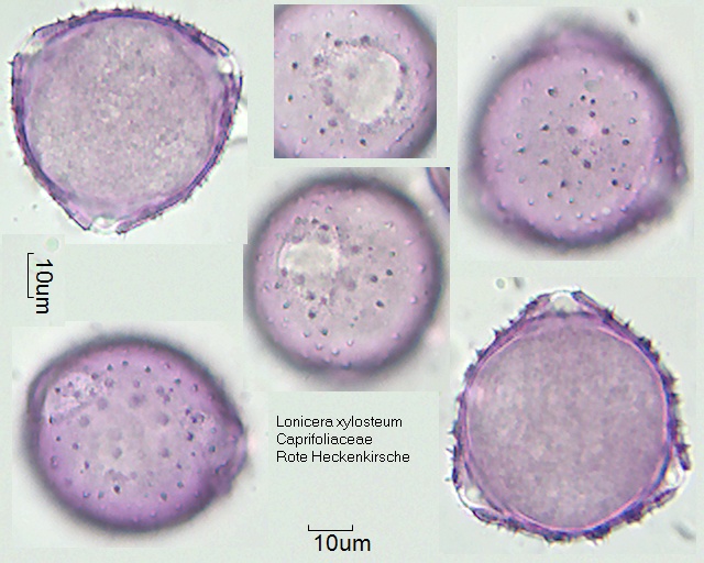 Pollen von Lonicera xylosteum
