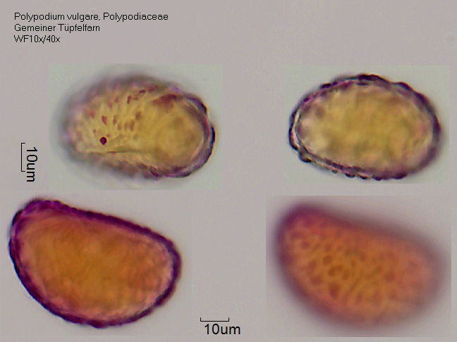 Datei:Polypodium vulgare (2).jpg