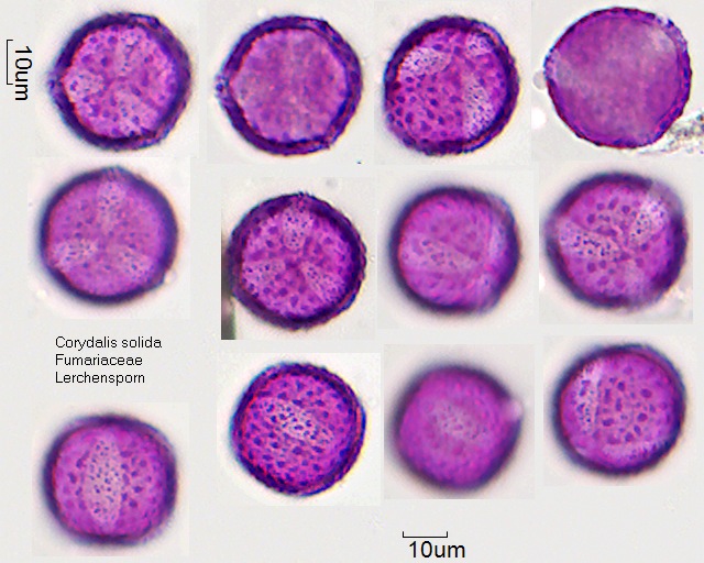 Pollen von Corydalis solida