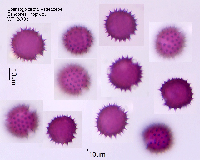 Pollen von Galinsoga ciliata