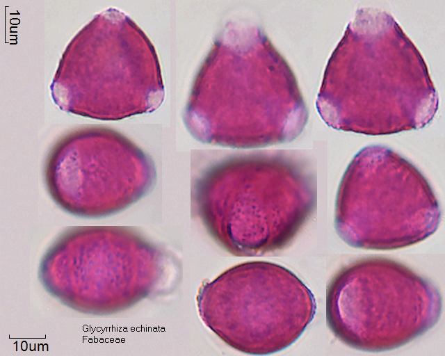 Pollen von Glycyrrhiza echinata