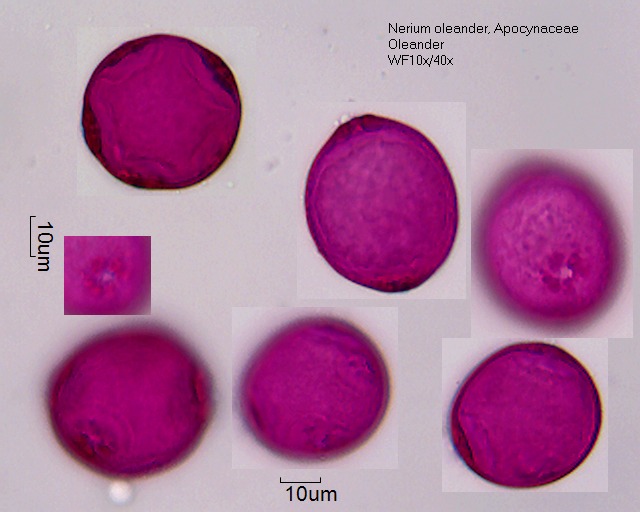 Pollen von Nerium oleander