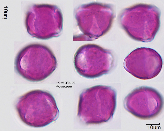 Pollen von Rosa glauca