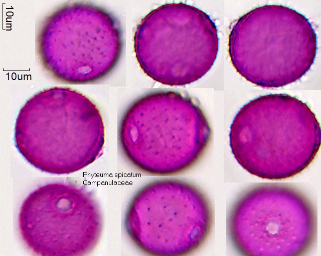 Pollen von Phyteuma spicatum