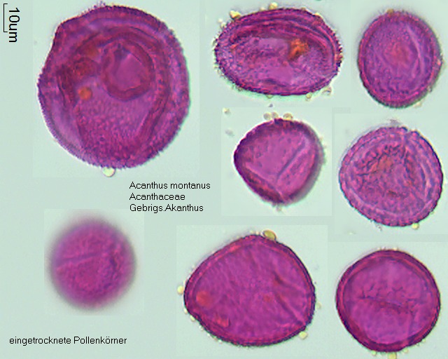 Pollen von Acanthus montanus, 10-066