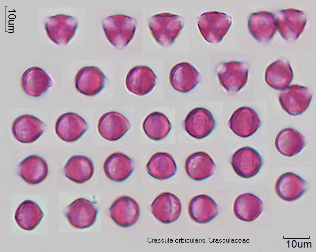 Pollen von Crassula orbicularis.jpg