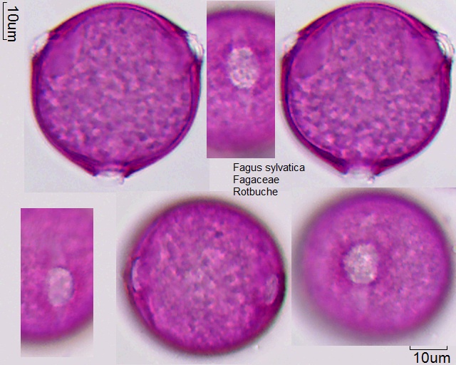 Pollen von Fagus sylvatica