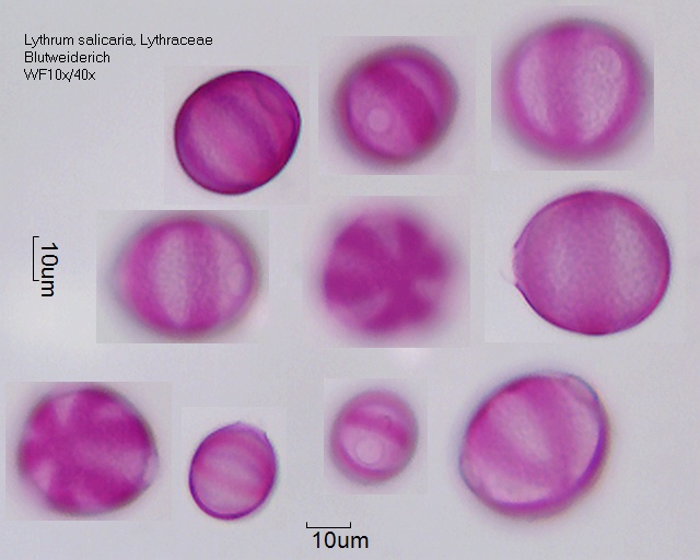 Pollen von Lythrum salicaria