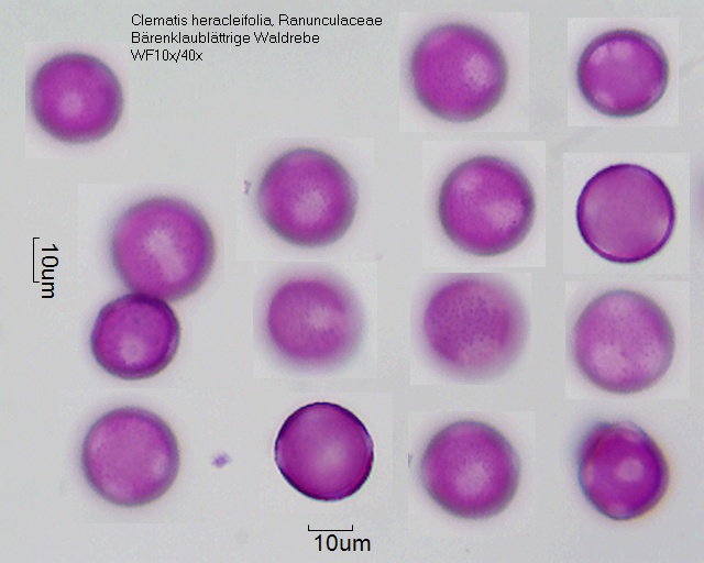 Pollen von Clematis heracleifolia