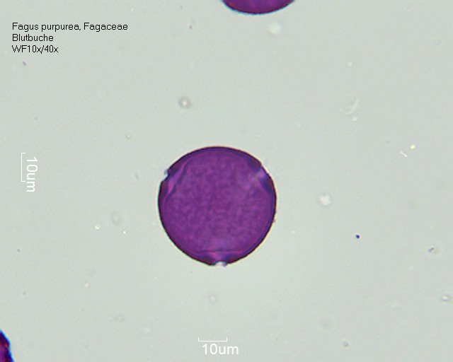 Datei:Fagus purpurea (Blutbuche).jpg