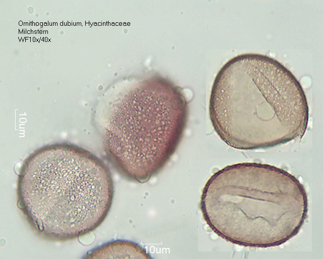 Pollen von Ornithogalum dubium