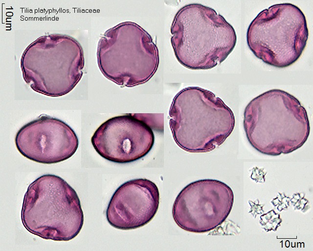 Pollen von Tilia platyphyllos